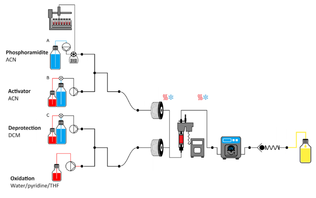 This application note illustrates the capabilities of Vapourtec’s flow chemistry systems in the field of solid-phase oligonucleotide synthesis in continuous flow.